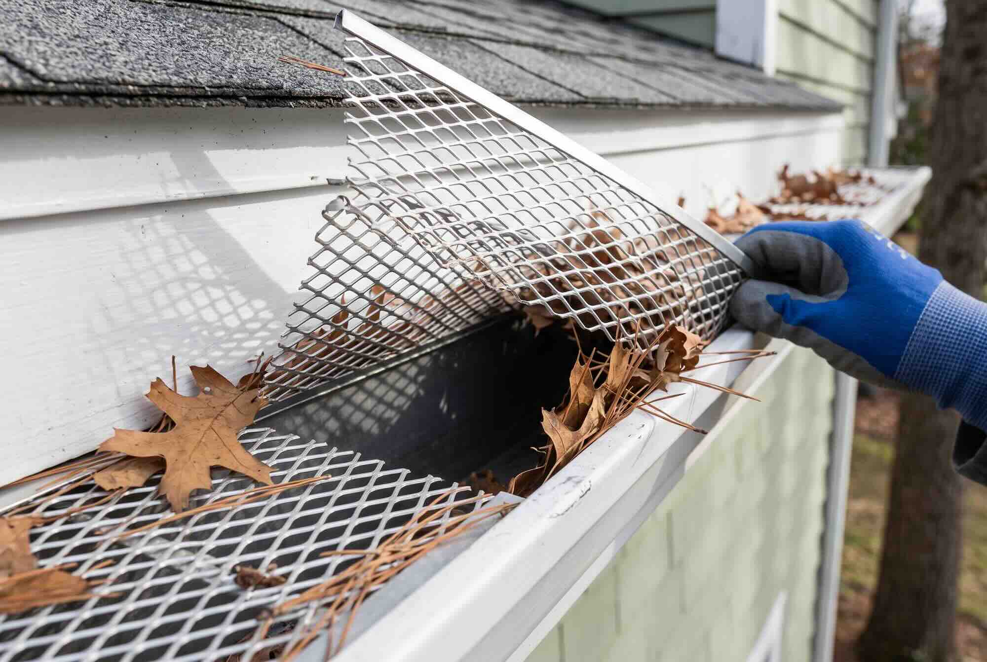 Lifting a screen gutter guard to reveal dry leaves trapped inside the trough.