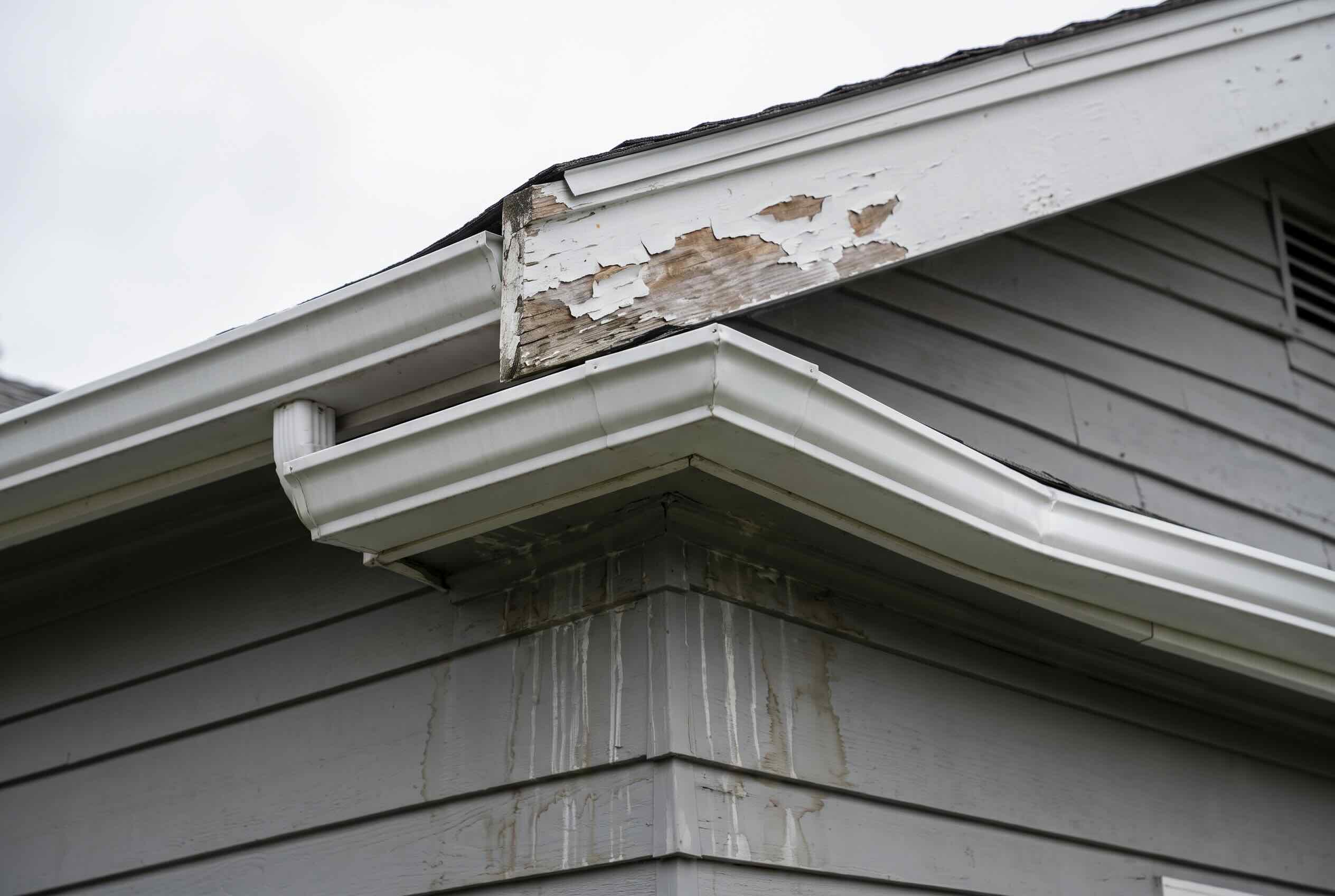Peeling paint and rotted wood on a roof fascia board.