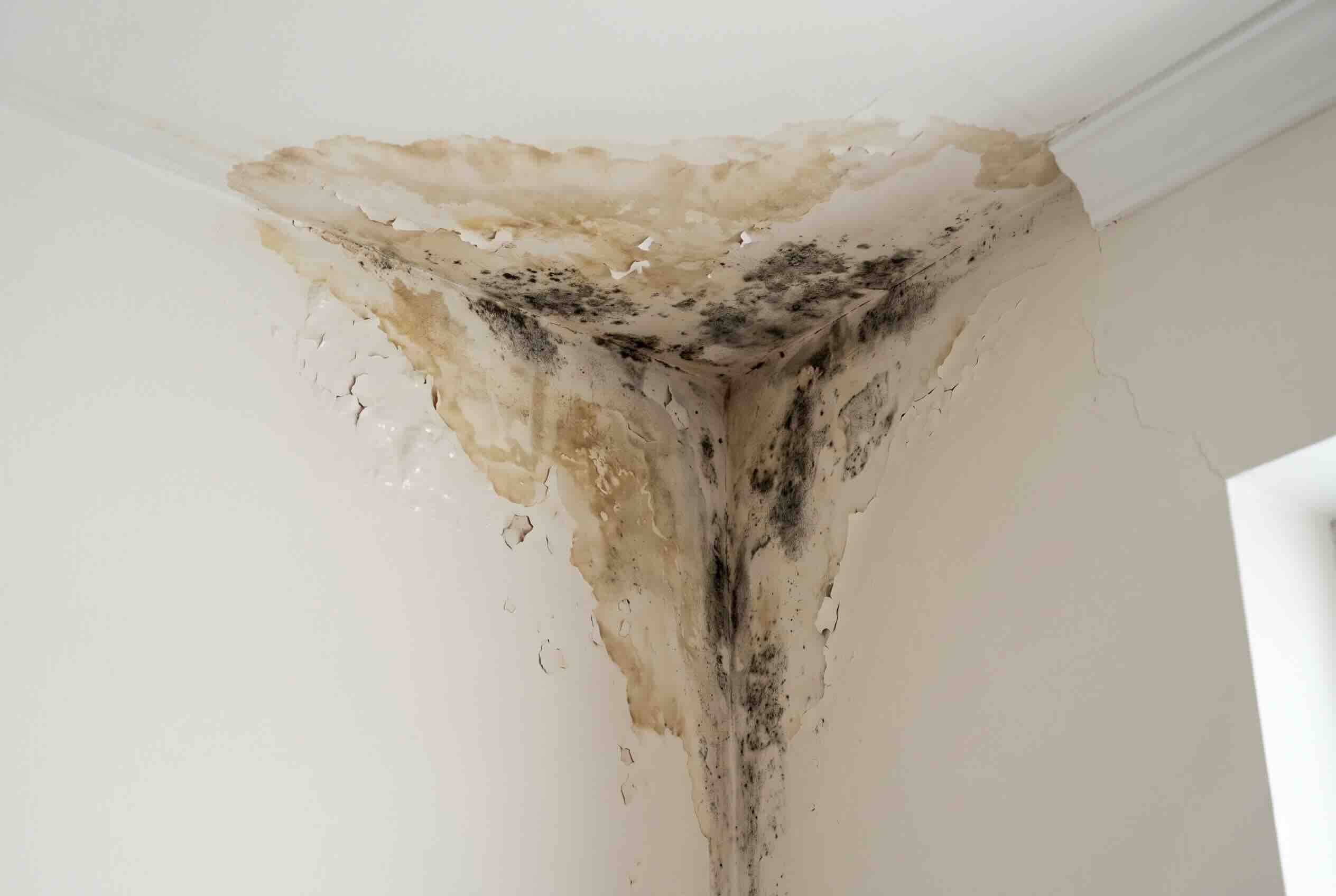 Severe water damage and mold growth in the corner of a ceiling and wall.