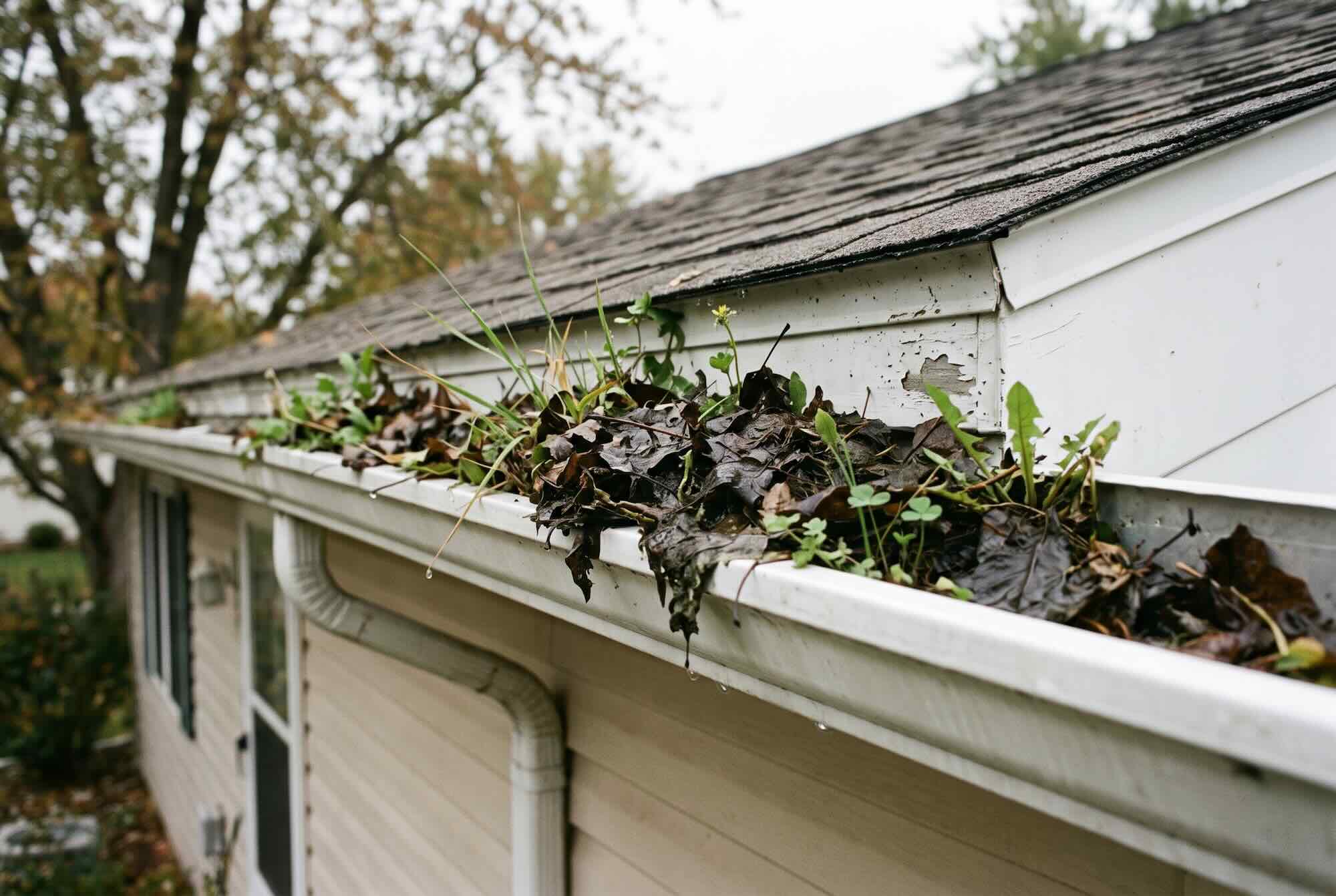 Weeds sprouting from mud and decayed leaves inside a gutter.