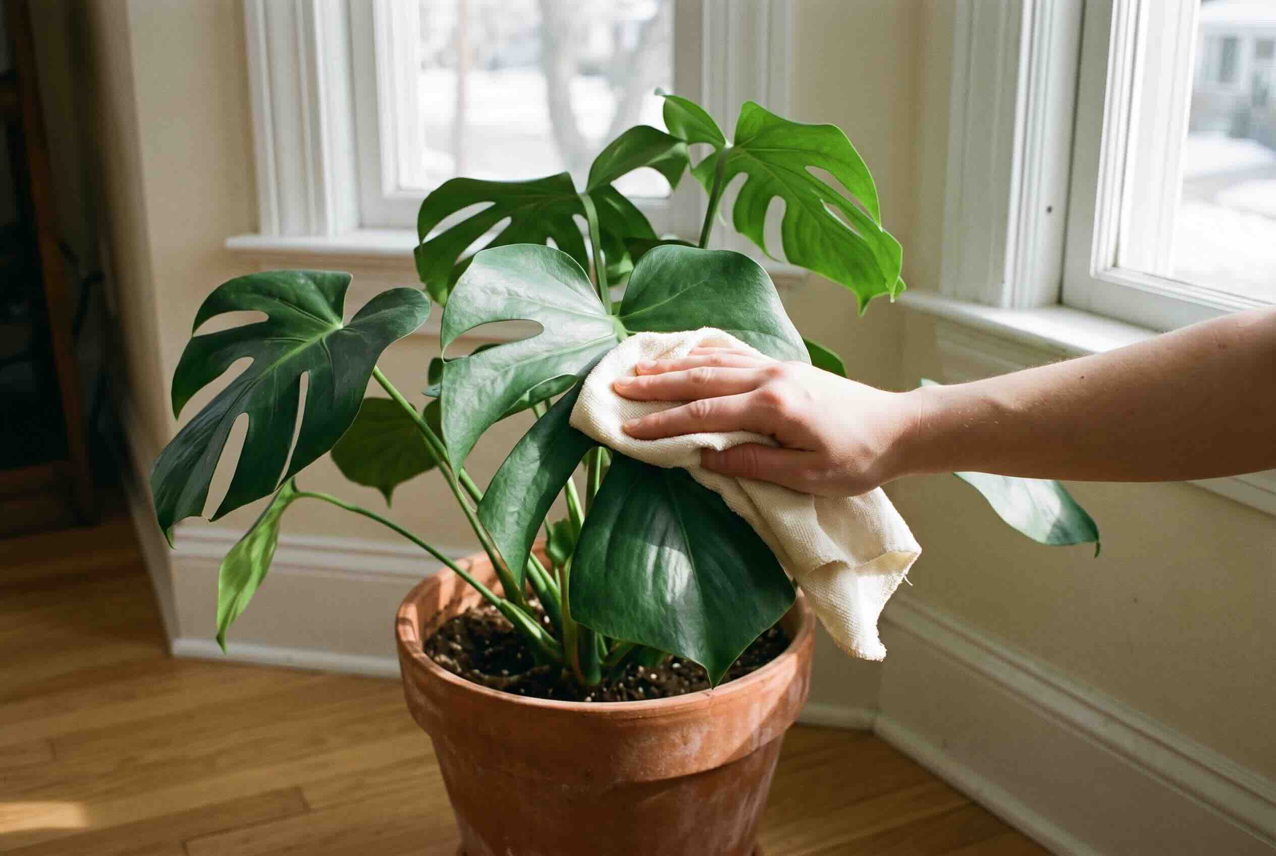 Using a soft cloth to wipe dust off a large green monstera leaf.
